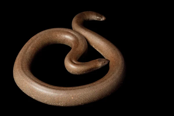 印度砂蟒蛇 — 图库照片