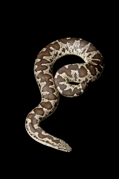 Rough-scaled sand boa — Stock Photo, Image