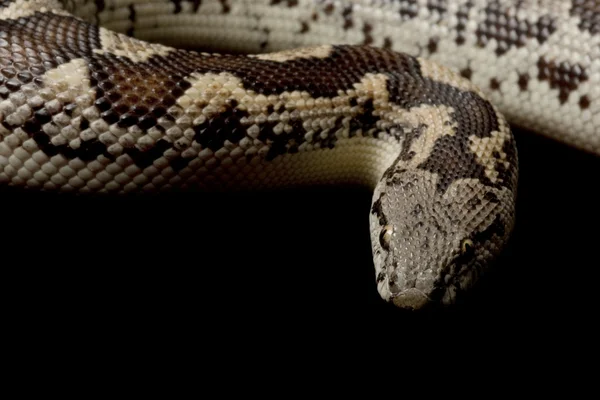 Rough-scaled sand boa — Stock Photo, Image