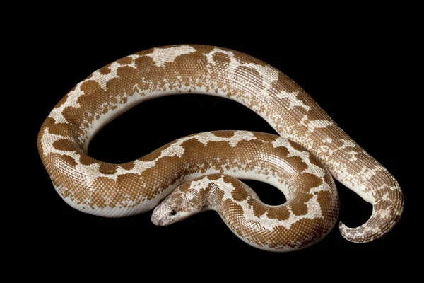 Hypomelanistic 肯尼亚砂蟒蛇 — 图库照片