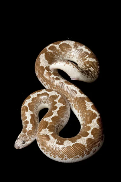 Hypomelanistic Kenyan sand boa — Stock Photo, Image