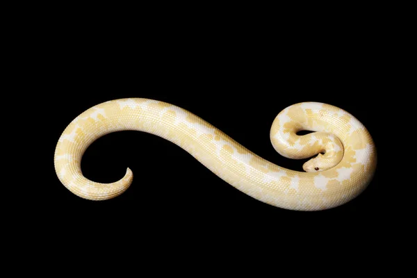 雪肯尼亚砂蟒蛇 — 图库照片