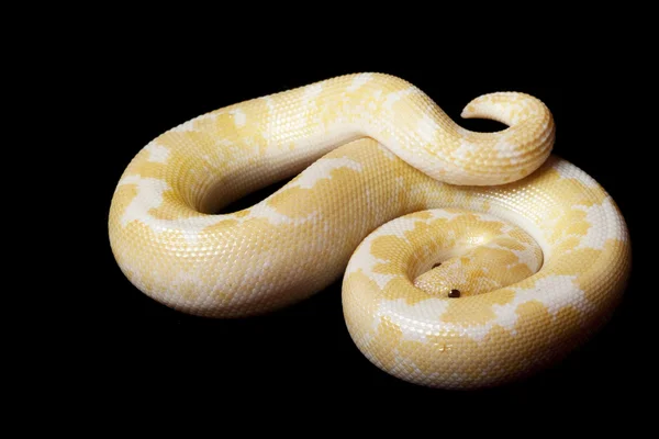 Snow Kenyan sand boa — Stock Photo, Image