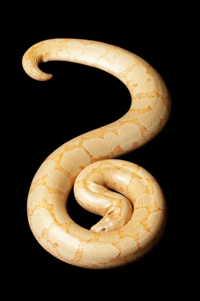 Albino Keniano Sand Boa — Foto Stock