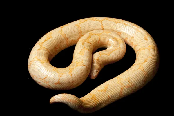 Albino Kenyan sand boa — Stok Foto