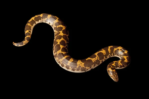 Flame paradoxe Kenyan sable boa — Photo