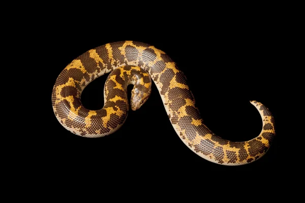 Paradoxo da chama areia queniana boa — Fotografia de Stock