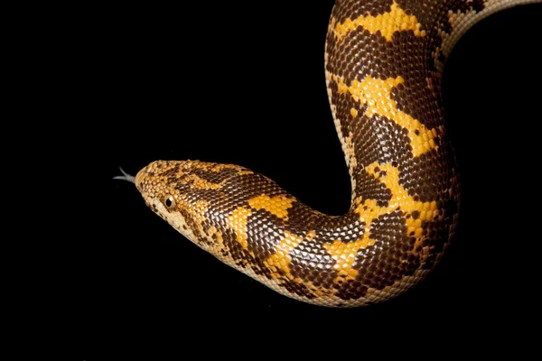 Flame paradox Kenyan sand boa — Stock Photo, Image