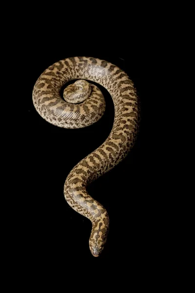 标枪砂蟒蛇 — 图库照片