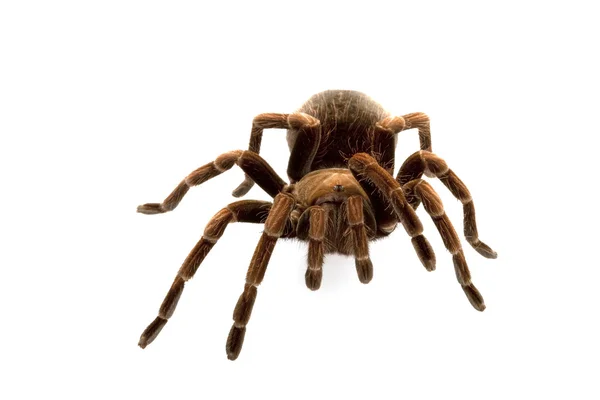 Haitské hnědé tarantule — Stock fotografie