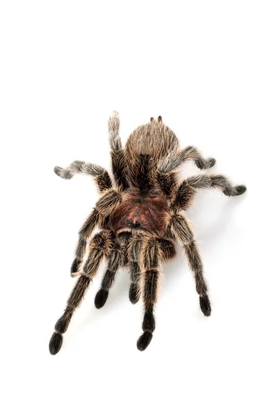 Τριαντάφυλλο μαλλιά tarantula — Φωτογραφία Αρχείου