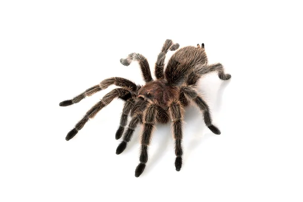 Gül saç tarantula
