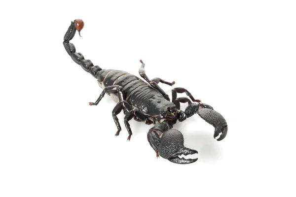Imperador escorpião — Fotografia de Stock