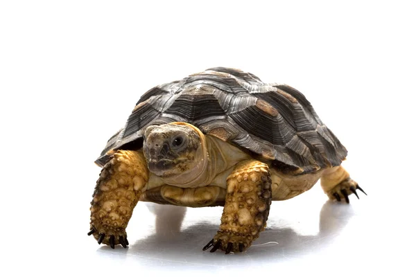 Patagonische Schildkröte — Stockfoto