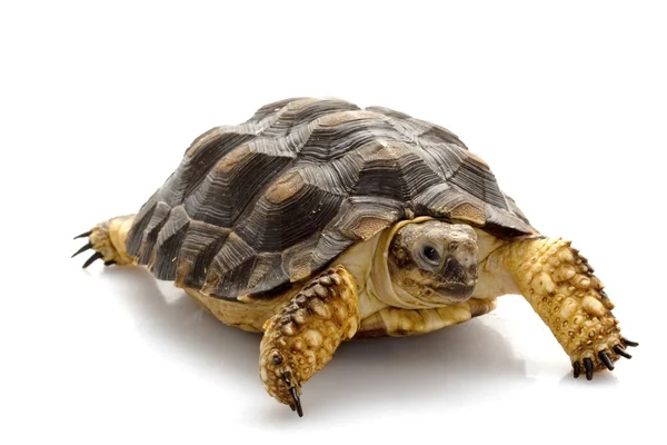Патагонський черепаха — стокове фото