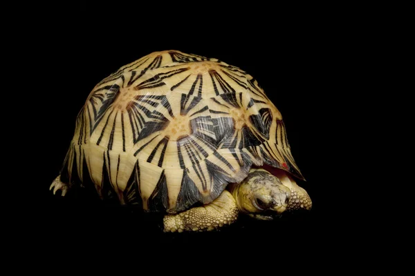 Utstrålad sköldpadda — Stockfoto