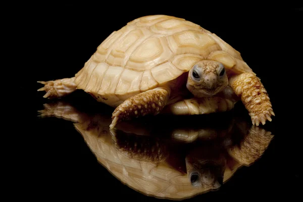 Левристическая черепаха — стоковое фото