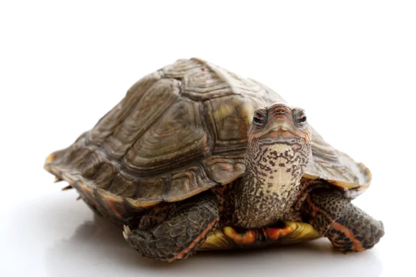 Tortuga de Madera Hondureña —  Fotos de Stock