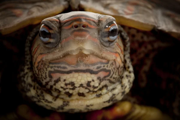 Tartaruga di legno honduregna — Foto Stock