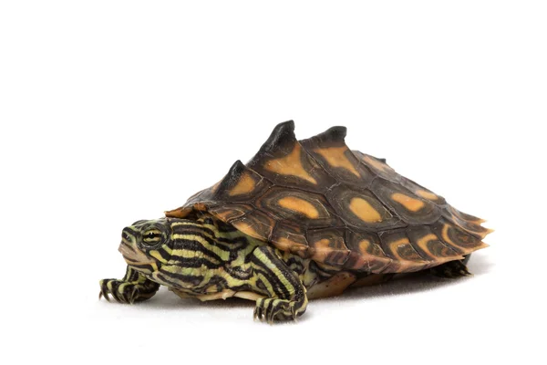 Желтопятнистая черепаха — стоковое фото