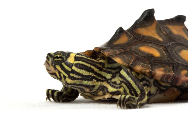 Gelbfleckige Schildkröte — Stockfoto