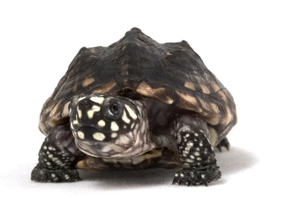 Indische Fleckschildkröte — Stockfoto