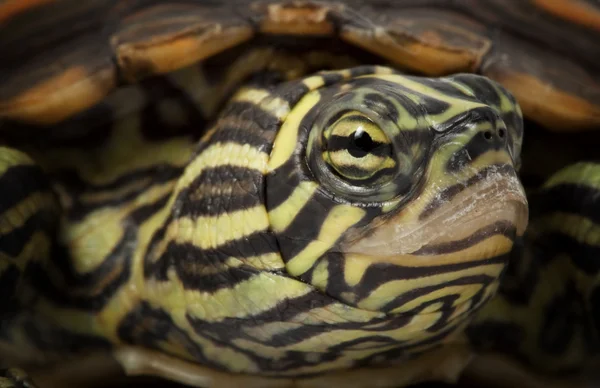 Желтопятнистая черепаха — стоковое фото