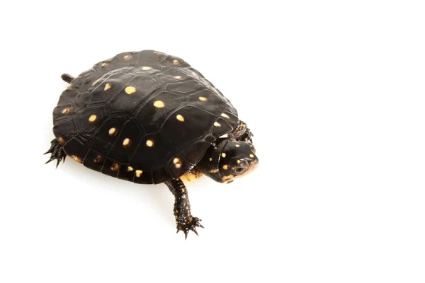 Gefleckte Schildkröte — Stockfoto