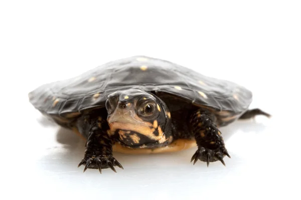 Spotted Turtle — Stock Photo, Image