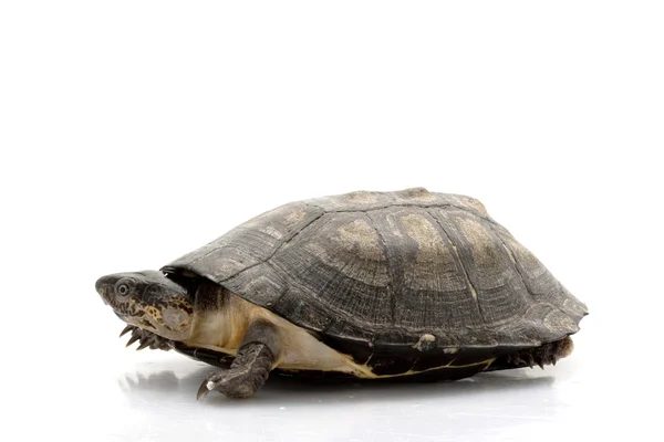 Żółwie sideneck Afryki Zachodniej — Zdjęcie stockowe