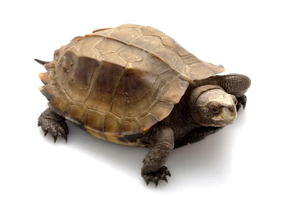 Poszarpane skorupy żółwia — Zdjęcie stockowe