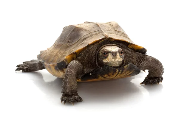 Jagged shell box turtle — Stock Photo, Image