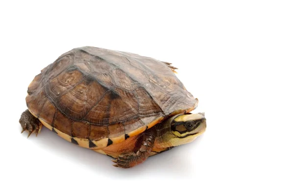 Golden coin box turtle — Stock Photo, Image