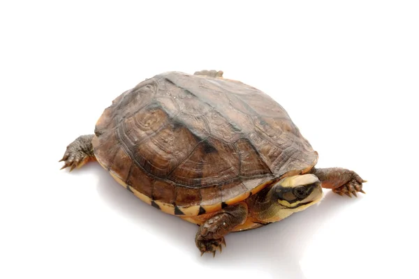 Golden coin box turtle — Stock Photo, Image