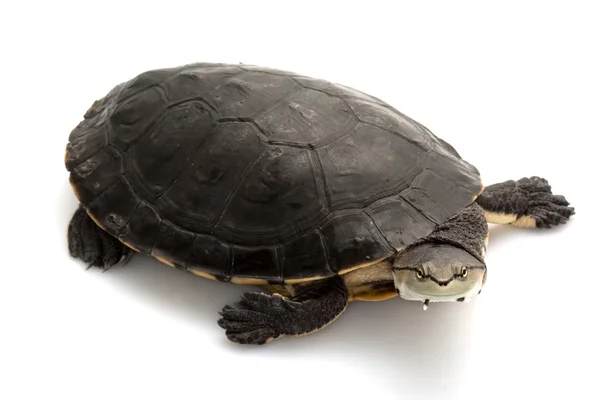 Argentine sideneck turtle — Stock Photo, Image