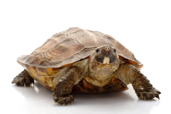 Sulawesi forest turtle — Stock Photo, Image