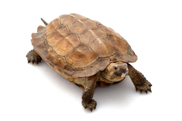 Sulawesi aardschildpad — Stockfoto