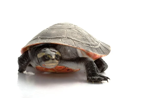 Różowy wybrzuszony sideneck żółwia — Zdjęcie stockowe
