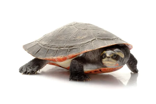 Розовобрюхая сиденекская черепаха — стоковое фото