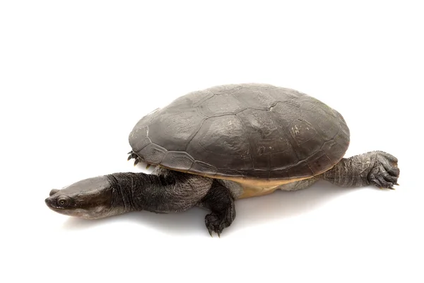 Roti-Schlangenhalsschildkröte — Stockfoto