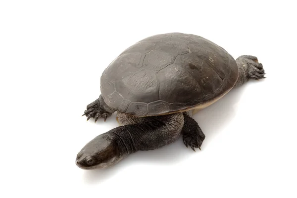 Roti-Schlangenhalsschildkröte — Stockfoto