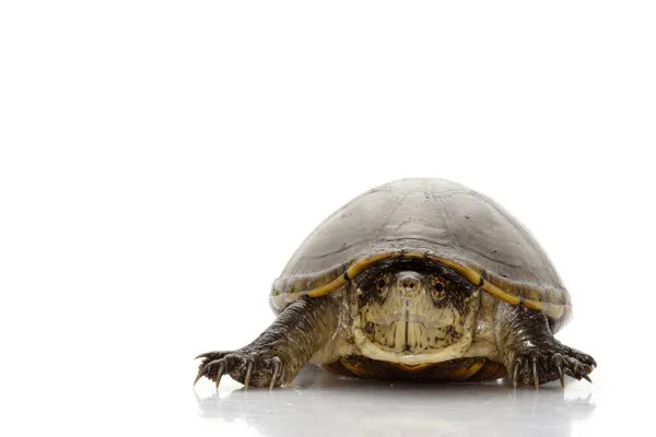 Florida błoto żółw — Zdjęcie stockowe