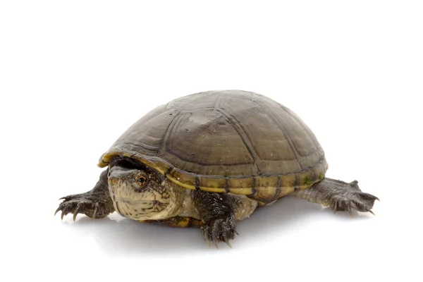 Florida tartaruga lama — Fotografia de Stock