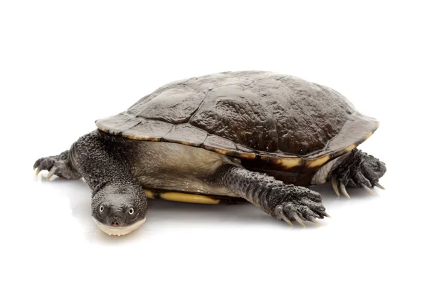 Tortuga de cuello de serpiente oriental — Foto de Stock