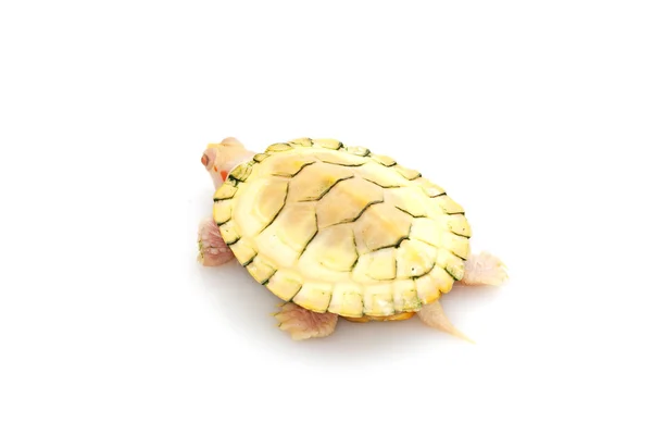 Albino red-eared slider — Stock Photo, Image