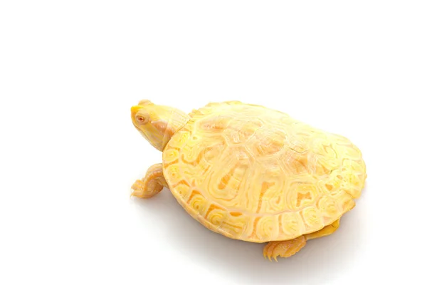 Albino Slider colombien — Photo