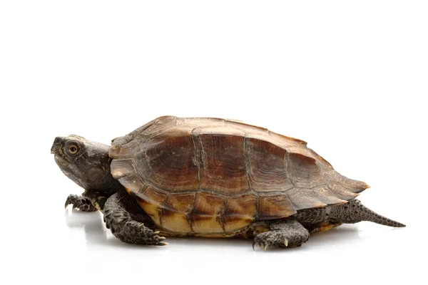 Jagged shell box turtle — Stock Photo, Image