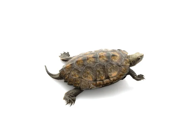 Tortuga de madera japonesa — Foto de Stock