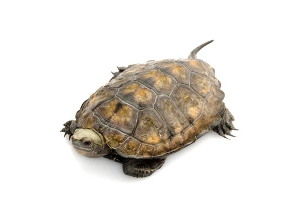 Japanese wood turtle — Stock Photo, Image