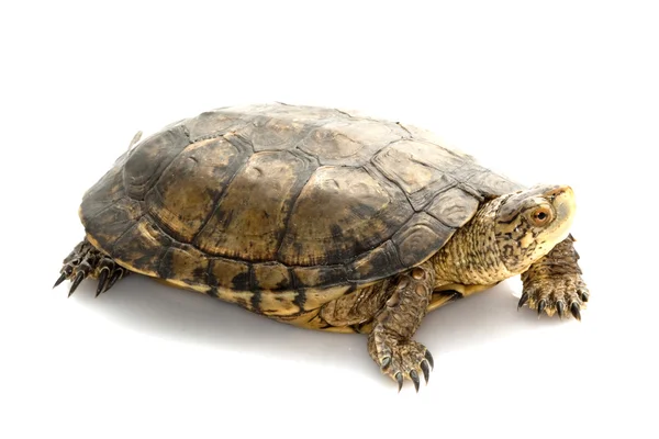 Zachodniej żółw — Zdjęcie stockowe